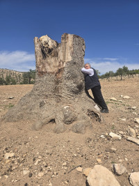 Afrîn: Der Rest der heiligen Eiche der Kurden in Hayschtiyan.